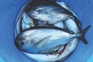 Enough fish in the sea?