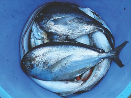Enough fish in the sea?