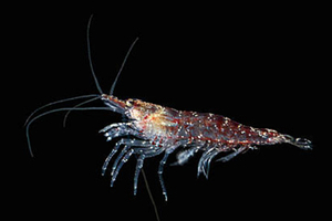 Enzymotec launches next generation krill oil product - K•REAL Gold