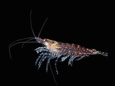 Enzymotec launches next generation krill oil product - K•REAL Gold