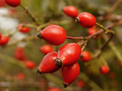 EPO: the perfect combination of traditional knowledge and cutting-edge scientific research