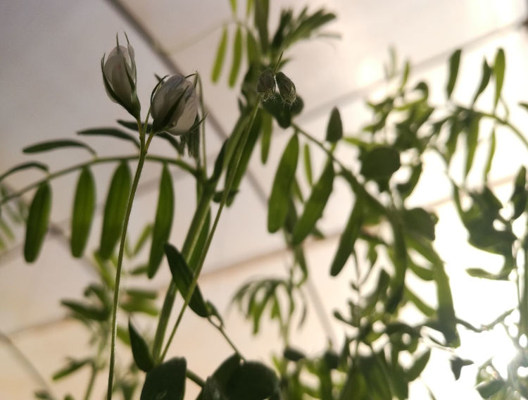 Equinom to crossbreed optimised yellow pea for Goodmills