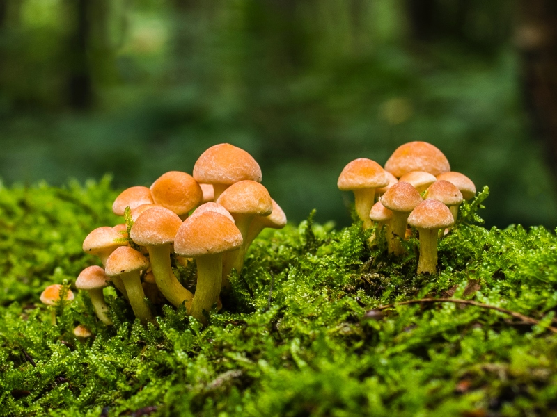 Ethical Naturals partners with Nammex on mushroom extract