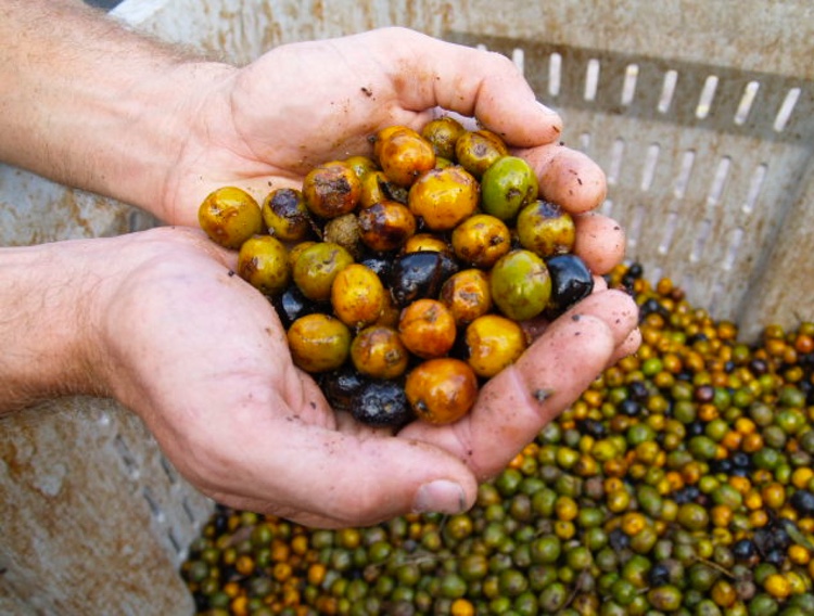 Euromed agrees upcycle deal for saw palmetto fruit extraction residues