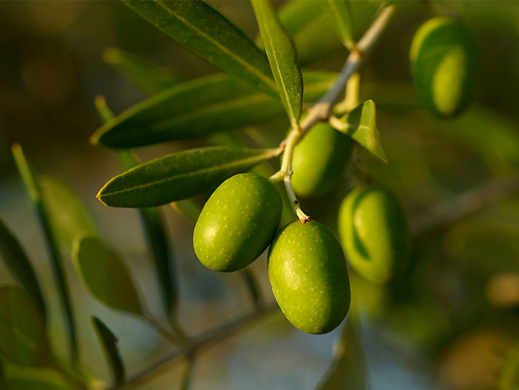 Euromed natural Mediterranean fruit extracts tackle health challenges of ageing 