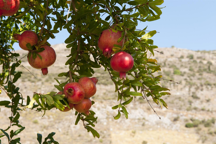 Euromed presents benefit of olive and pomegranate on endothelial function