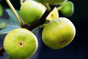 Euromed’s ABAlife fig extract increases muscle metabolism and promotes insulin sensitivity