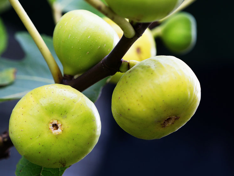 Euromed’s ABAlife fig extract increases muscle metabolism and promotes insulin sensitivity