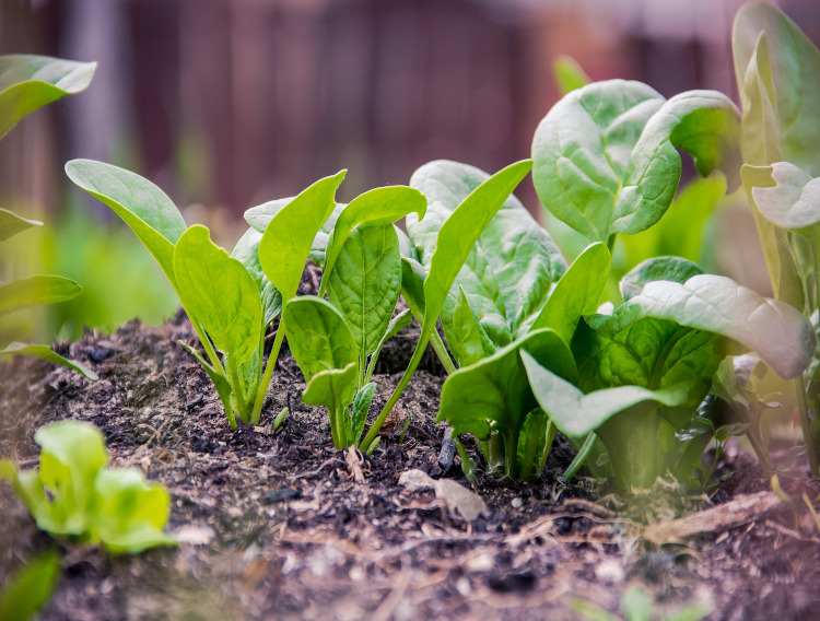 Euromed spinach extract may support fitness and healthy ageing 