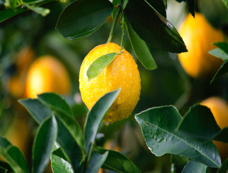 Euromed to present expanded extract range at SupplySide West 2021