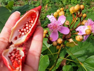 Europe and the US certify Frutarom’s annatto seeds organic