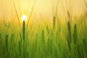 EverGrain launches barley ingredients for food and beverage