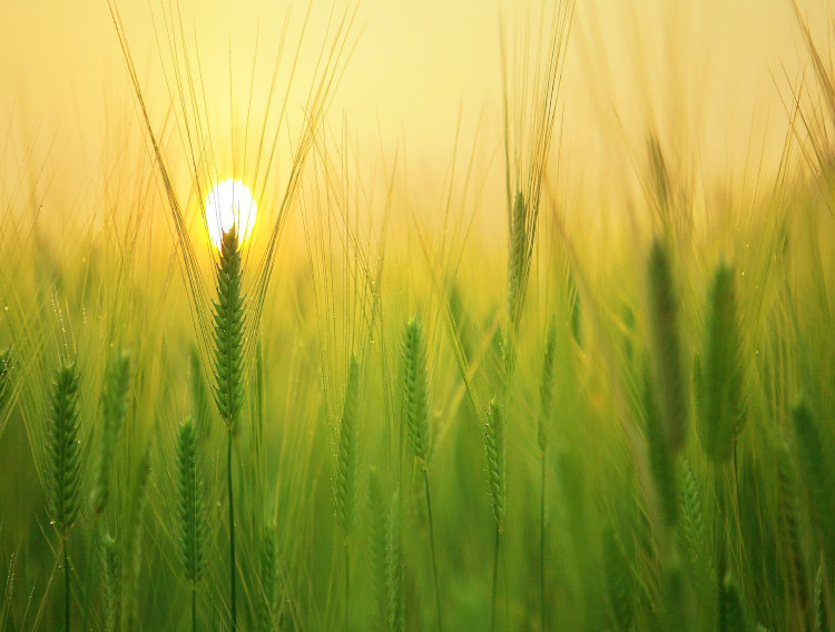 EverGrain launches barley ingredients for food and beverage
