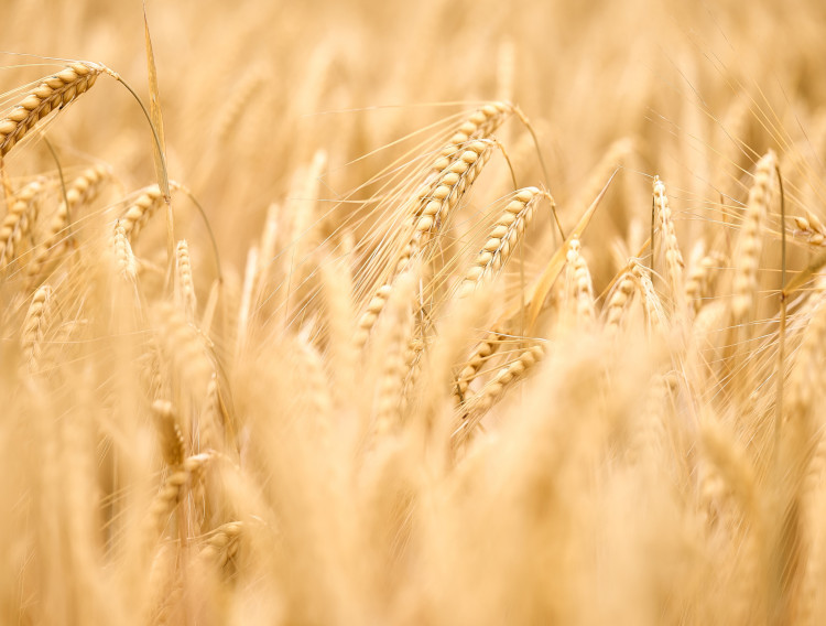 EverGrain portfolio receives Upcycled Food Association certification