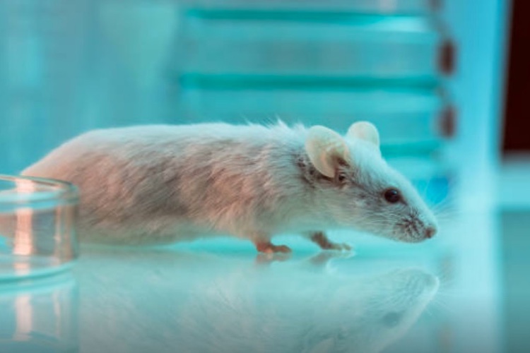 EVNol improves oxidative stress status and neuronal cell damage 