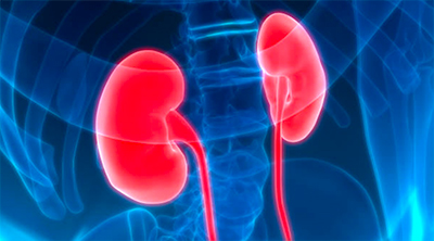 EVNol SupraBio supports diabetic nephropathy: a pilot Phase II clinical trial

