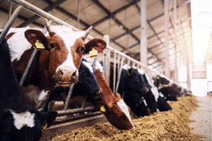 Evonik launches Lypron rumen-protected lysine for more sustainable ruminant nutrition