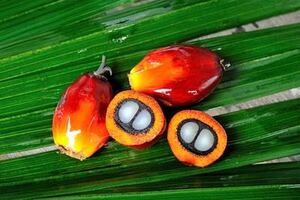 ExcelVite announces exhibit with Malaysian Palm Oil Council at NPEW 2019