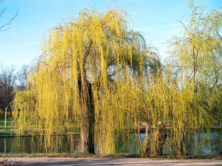 Exciting anticancer compound discovered in the humble willow