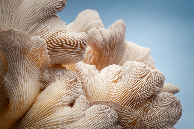 Exclusive: Musheez’ functional mushroom testing scheme uncovers ingredient quality issues