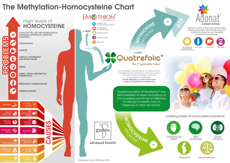 Explaining methylation-homocysteine