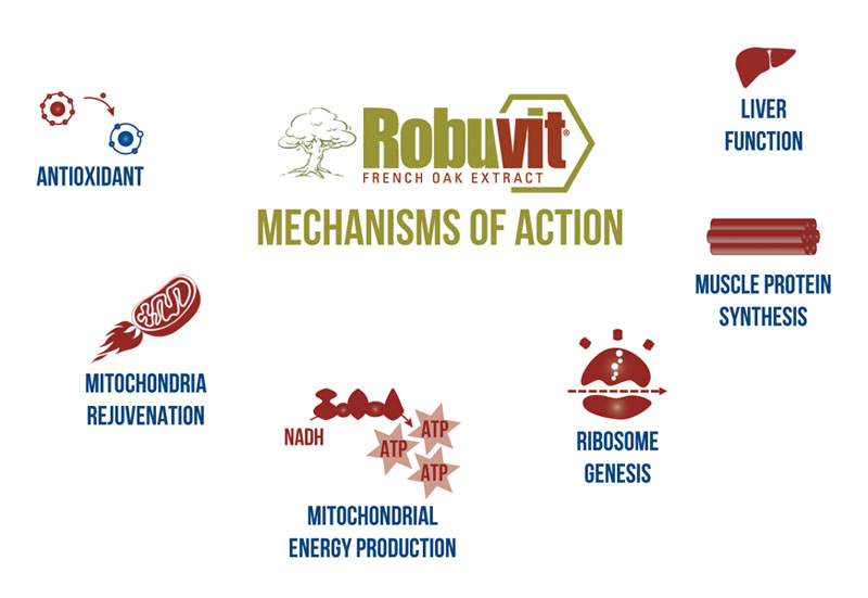 Exploring Robuvit’s mechanisms of action: part I