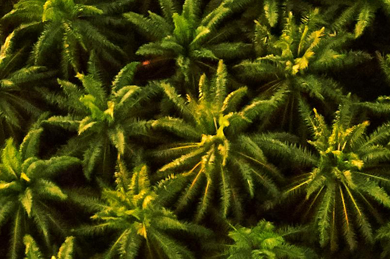 Exploring the immune-boosting potential of palm tocotrienol complex