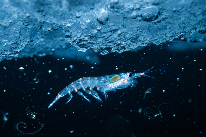 FAO rates 100% of Antarctic fish stocks sustainable, bolstering krill omega-3 sourcing credentials