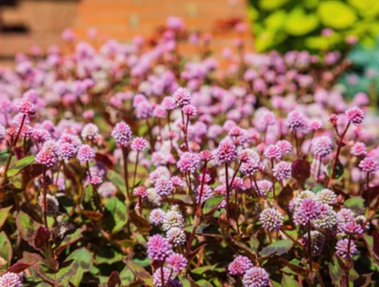 Farlong Nutraceutical begins GRAS process for Persicaria ingredient