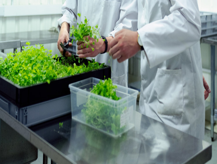 Farmers Edge and Merit launch programme for plant proteins