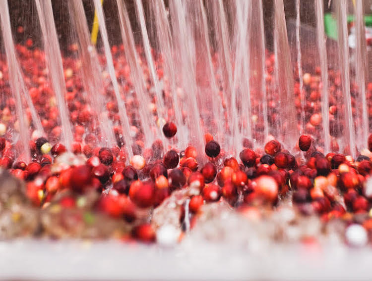 FDA authorises qualified health claim for cranberry supplements