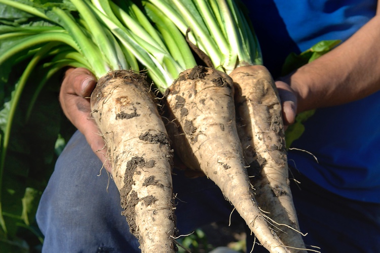 FDA confirms dietary fibre status for chicory root