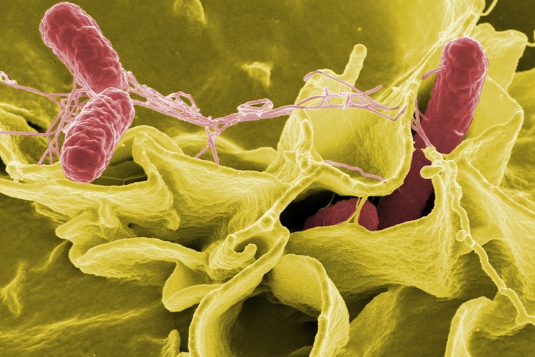 FDA issues mandatory recall of Salmonella infected products