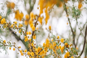FDA recognises acacia gum dietary fibre status