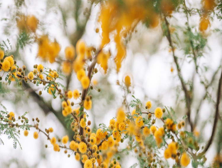 FDA recognises acacia gum dietary fibre status