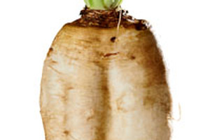 FDA recognition of inulin-type fructans Fibruline extracted from chicory root as dietary fibre