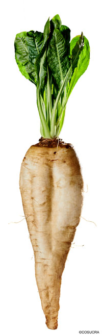 FDA recognition of inulin-type fructans Fibruline extracted from chicory root as dietary fibre