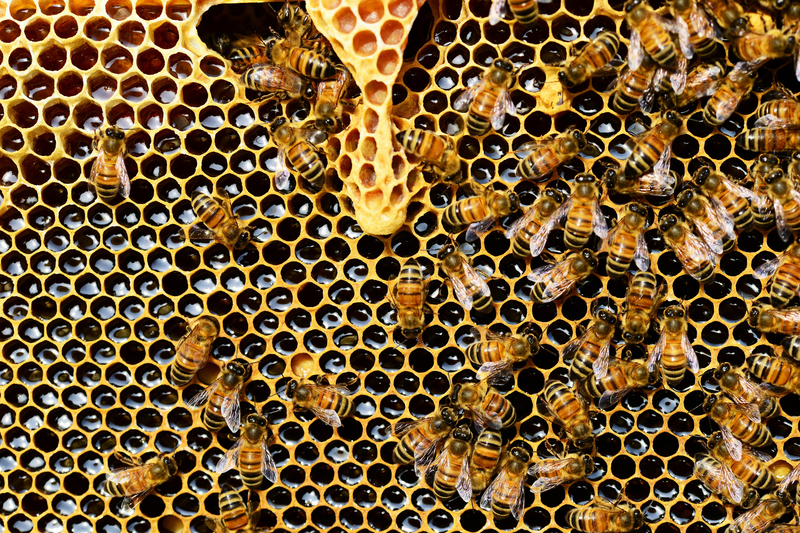 FDA's novel report on economically motivated adulteration in honey