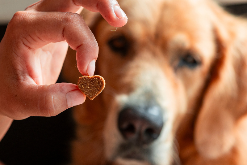 Fi Europe 2026 opens registration with new Pet Food and Nutrition Forum in Frankfurt