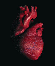 Fibre: a single source of heart health functionality and consumer appeal