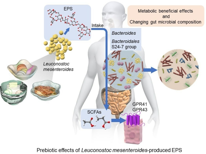 Fibrous fuel: Prebiotic fibres can keep the body's metabolism in check