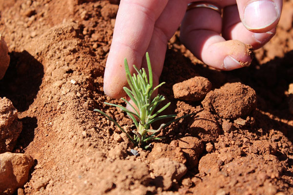 Field-to-fork organic rosemary solutions from Frutarom
