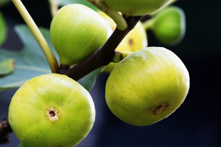 Fig extract positively influences blood sugar levels