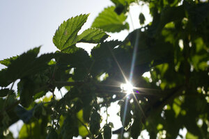 Firmenich achieves EcoVadis Platinum sustainability rating 