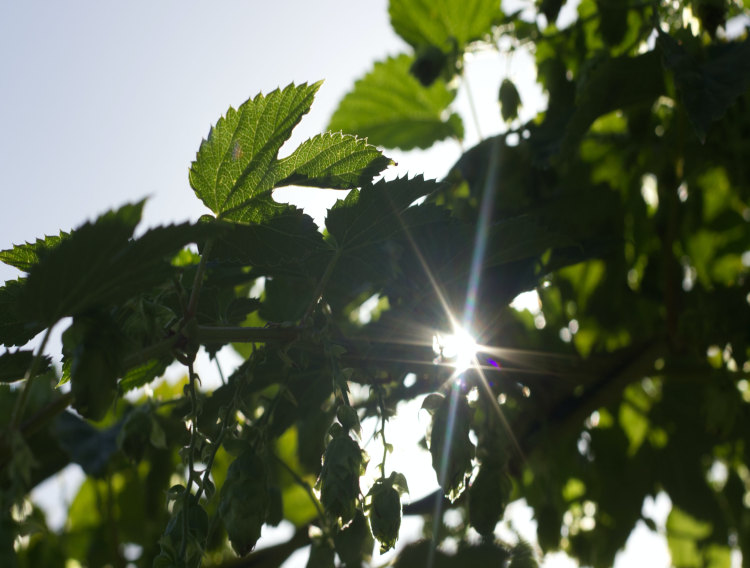 Firmenich achieves EcoVadis Platinum sustainability rating 