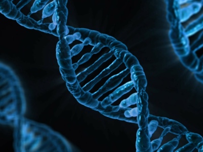 Flavonoids alter genetic expression in overweight women 