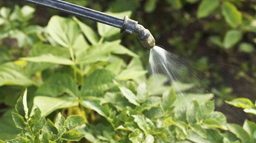 Folic acid reduces the risk of autism with pesticide exposure