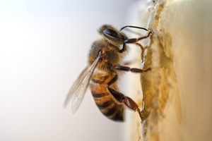 Fooditive to begin large-scale production of bee-free honey