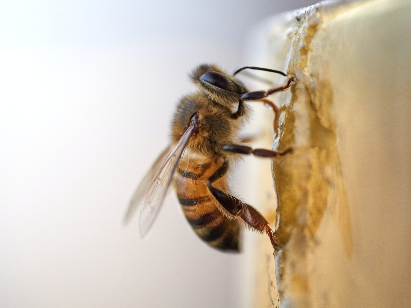 Fooditive to begin large-scale production of bee-free honey