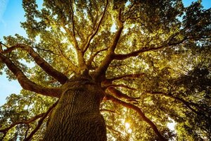 French oak wood extract improves symptoms of infectious mononucleosis